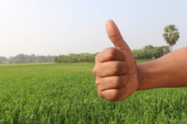 Sağırlar için buğday çiftliği ve doğa işaretleri