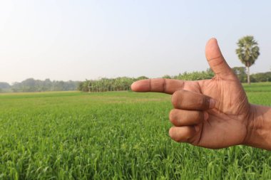 Sağırlar için buğday çiftliği ve doğa işaretleri