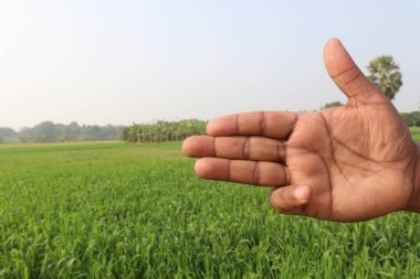 Sağırlar için buğday çiftliği ve doğa işaretleri