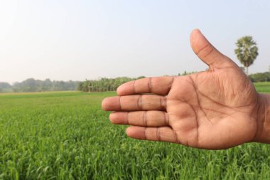 Sağırlar için buğday çiftliği ve doğa işaretleri