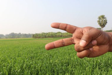 Sağırlar için buğday çiftliği ve doğa işaretleri