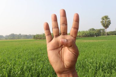 Sağırlar için buğday çiftliği ve doğa işaretleri