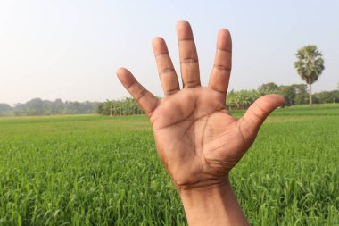 Sağırlar için buğday çiftliği ve doğa işaretleri