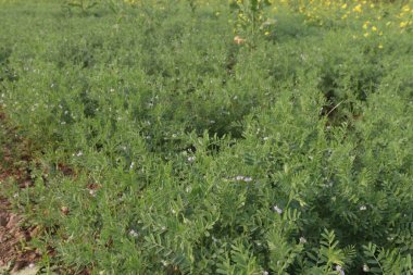 Hasat için yeşil renkli mercimek çiftliği nakit mahsulüdür.