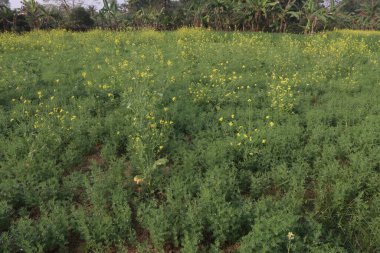 Hasat için yeşil renkli mercimek çiftliği nakit mahsulüdür.