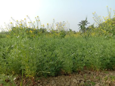Hasat için yeşil renkli mercimek çiftliği nakit mahsulüdür.