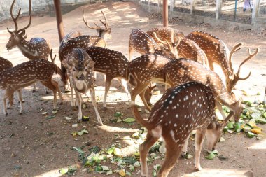 Turist ve ziyaretçiler için parkta güzel bir geyik grubu