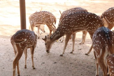 Turist ve ziyaretçiler için parkta güzel bir geyik grubu