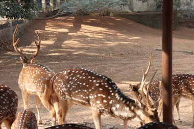 Turist ve ziyaretçiler için parkta güzel bir geyik grubu