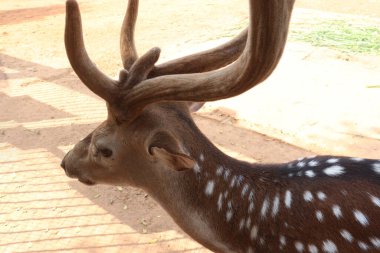 Turist ve ziyaretçiler için parkta güzel bir geyik grubu