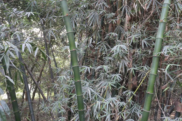 Зеленый Цвет Бамбуковой Фермы Сбора Урожая Являются Товарные Культуры — стоковое фото