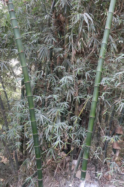 Grön Färgad Bambu Gård För Skörd Kontantgrödor — Stockfoto