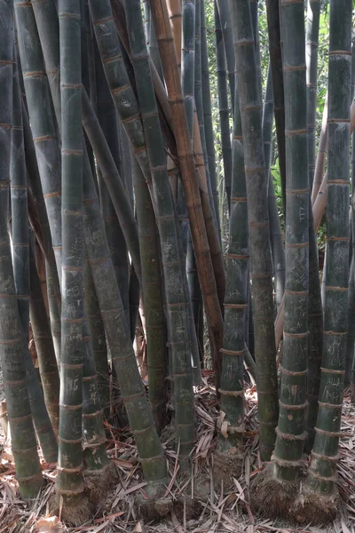 Зеленый Цвет Бамбуковой Фермы Сбора Урожая Являются Товарные Культуры — стоковое фото