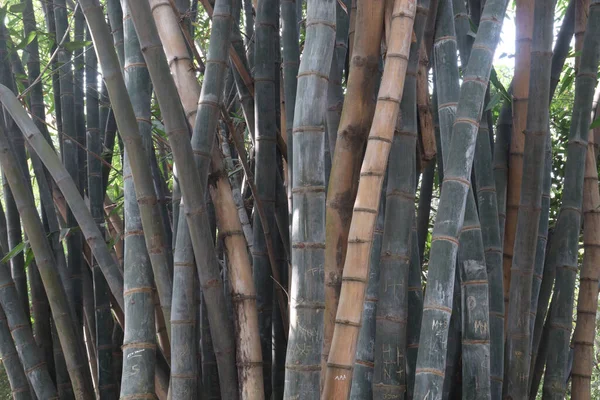 Groen Gekleurde Bamboe Boerderij Voor Oogst Zijn Cash Gewassen — Stockfoto