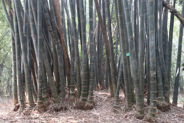 绿色竹子农场是经济作物 — 图库照片