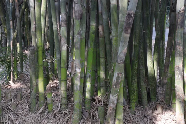Granja Bambú Color Verde Para Cosecha Son Cultivos Comerciales — Foto de Stock