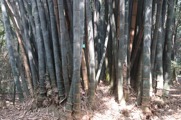 Fattoria Bambù Colore Verde Raccolto Sono Colture Cash — Foto Stock