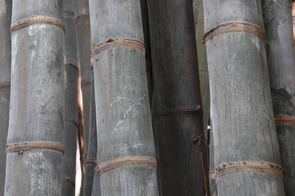 Grön Färgad Bambu Gård För Skörd Kontantgrödor — Stockfoto