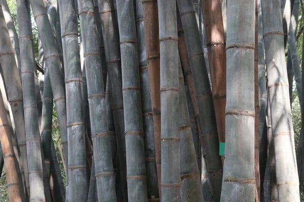 Groen Gekleurde Bamboe Boerderij Voor Oogst Zijn Cash Gewassen — Stockfoto