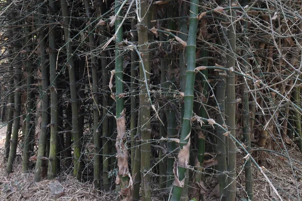 Fazenda Bambu Cor Verde Para Colheita São Culturas Dinheiro — Fotografia de Stock