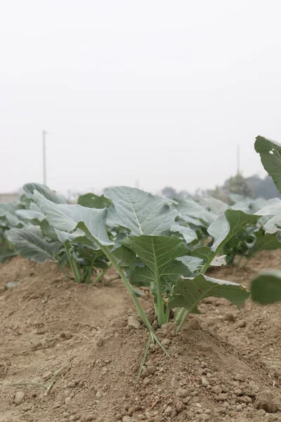 stock image green colored fresh raw broccoli farm for harvest are cash crops