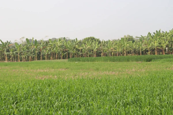 用于收获的绿色新鲜麦田是经济作物 — 图库照片