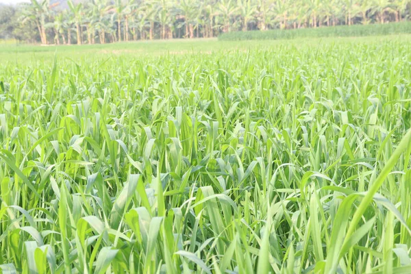 Grün Gefärbte Frische Rohe Weizenfarm Für Die Ernte Sind Cash — Stockfoto