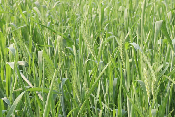 Zelené Barevné Čerstvé Pšenice Farma Pro Sklizeň Jsou Peněžní Plodiny — Stock fotografie