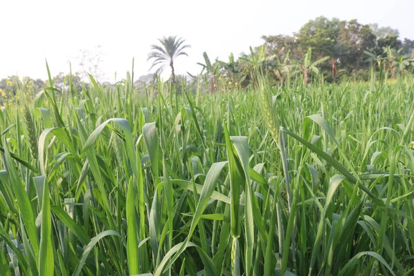 Yeşil Renkli Taze Buğday Çiftliği Hasat Için Nakit Mahsuldür — Stok fotoğraf
