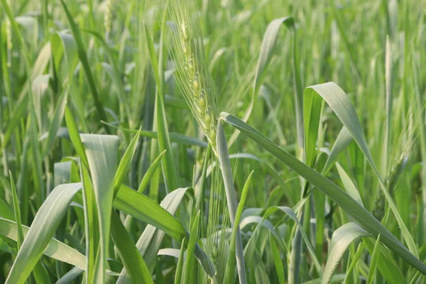 Zelené Barevné Čerstvé Pšenice Farma Pro Sklizeň Jsou Peněžní Plodiny — Stock fotografie