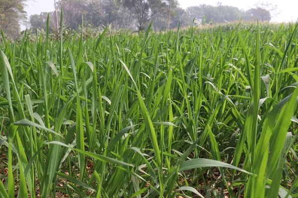 用于收获的绿色新鲜麦田是经济作物 — 图库照片
