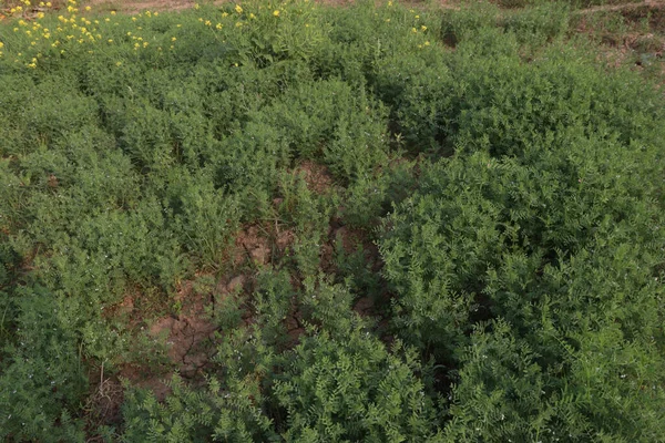 Зеленые Цветные Чечевицы Фермы Сбора Урожая Являются Товарные Культуры — стоковое фото