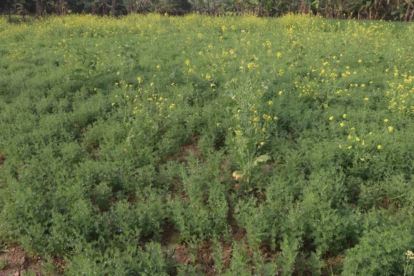 Lentilhas Cor Verde Fazenda Para Colheita São Culturas Dinheiro — Fotografia de Stock
