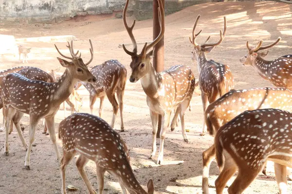 公园里美丽的鹿群供游客和游客游览 — 图库照片