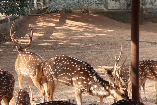 観光客や観光客のための公園の美しい鹿のグループ — ストック写真