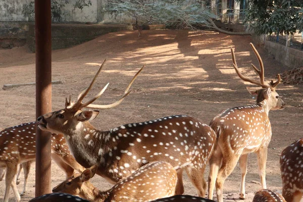 公园里美丽的鹿群供游客和游客游览 — 图库照片