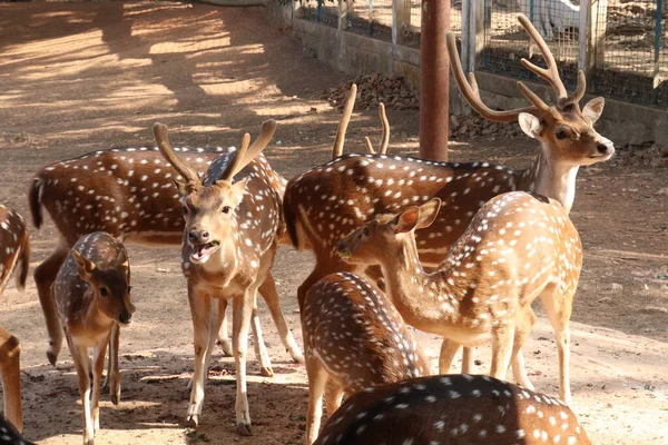 観光客や観光客のための公園の美しい鹿のグループ — ストック写真