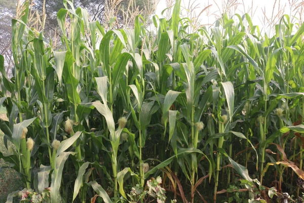 Green Colored Maize Farm Harvest Cash Crops — Stock Photo, Image