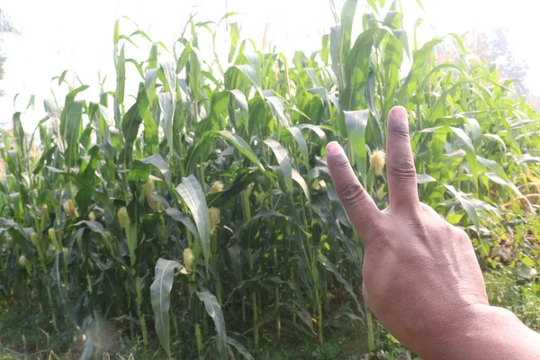 Ein Fingerzeig Mit Maisfarm Für Gehörlose Und Erntehelfer — Stockfoto