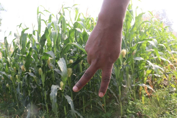 Finger Sign Maize Farm Deaf Harvest Growing Finance — Stock Photo, Image