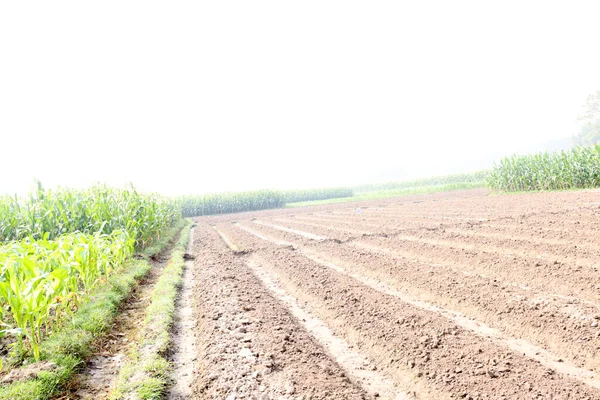 Πράσινο Χρώμα Αγρόκτημα Αραβοσίτου Για Συγκομιδή Είναι Καλλιέργειες Μετρητών — Φωτογραφία Αρχείου