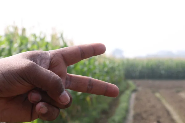 인들을 옥수수 농장에 그리고 성장하는 자금을 손가락 — 스톡 사진