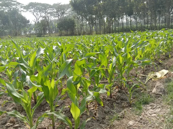 Зеленые Цвета Кукурузы Фермы Сбора Урожая Являются Товарными Культурами — стоковое фото