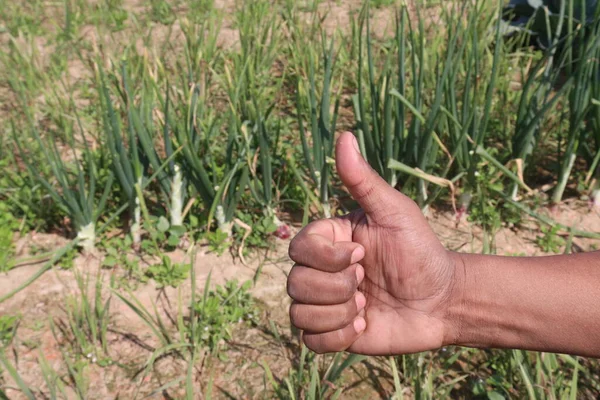 finger sign for deaf people with onion farm for harvesting are cash crops
