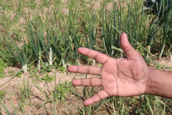 finger sign for deaf people with onion farm for harvesting are cash crops