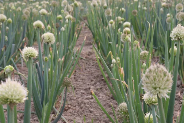 tasty and healthy onion leaf and flower on farm for harvest are cash crops