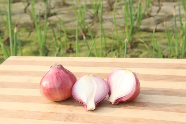 Healthy Spicy Onion Farm Harvest Cash Crops — Stock Photo, Image