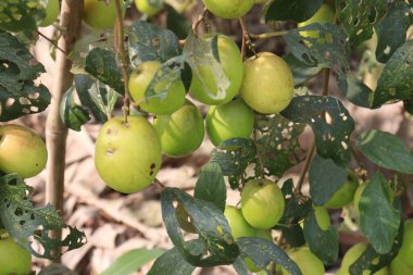 Çiftlikteki ağaçtaki lezzetli ve sağlıklı Ziziphus Mauritiana meyvesi nakit mahsulüdür.