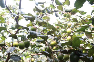 Çiftlikteki ağaçtaki lezzetli ve sağlıklı Ziziphus Mauritiana meyvesi nakit mahsulüdür.