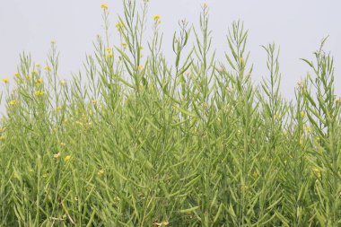 Hasat için tarladaki yeşil renkli hardal tarlaları nakit ürünleri ve ekonomik büyümenin anahtarı.